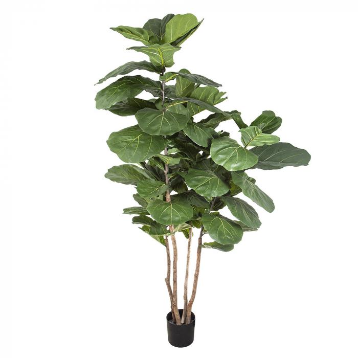 Fiddle Leaf Tree w/74 Lvs-abc