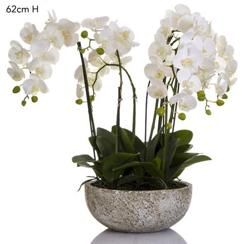 Orchid x 7 in Round Clay Pot White-abc
