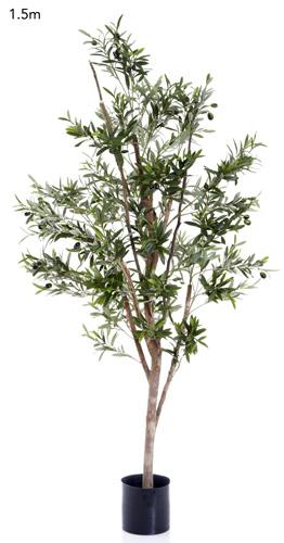 Olive Tree 1.5m-abc