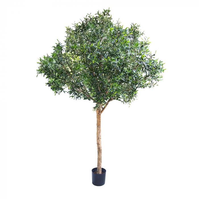 Giant Olive Tree 2.3m w/13728 Lvs 180 Fr-abc