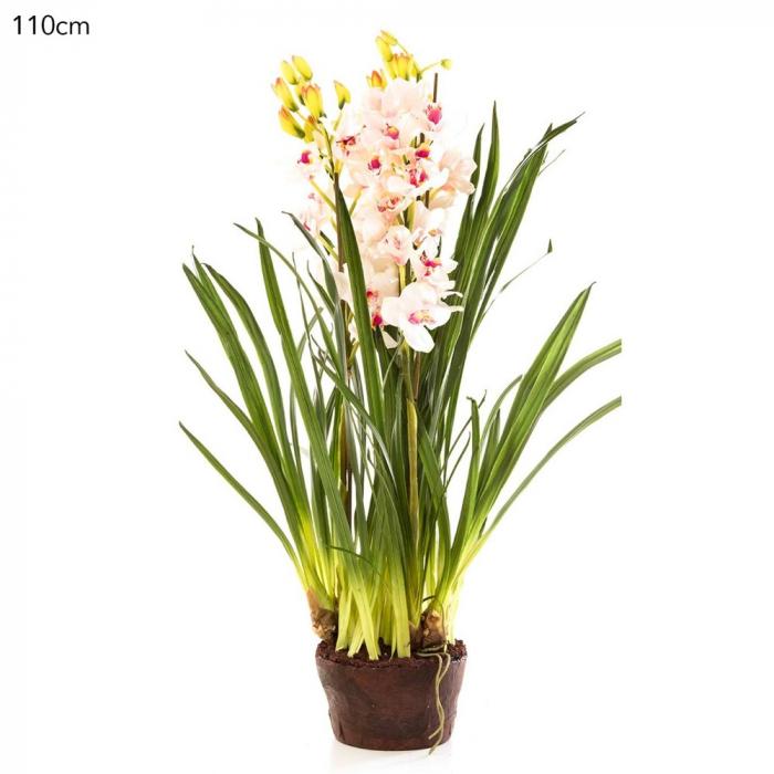 Cymbidium Giant Paper Pot 110cm Lt.Pin-abc