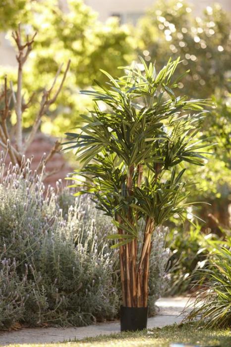 Raphis Palm (Thin Leaf) 1.6m-Accessories-Florabelle-Default Title---abc