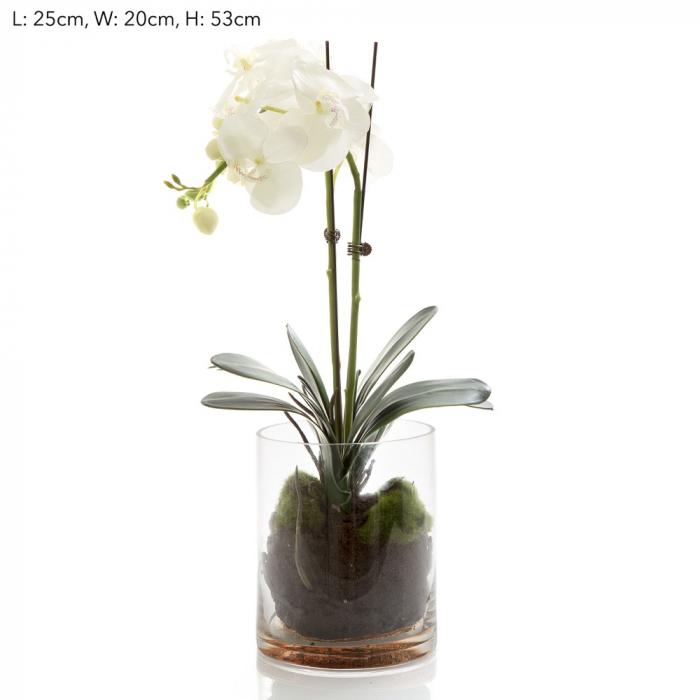 Orchid Phal in Glass Vase in Water White-Accessories-Florabelle-Default Title---abc