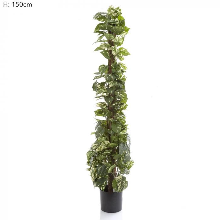 Pothos Vines on Coconut Pole 1.5m 300Lvs-Accessories-Florabelle-Default Title---abc