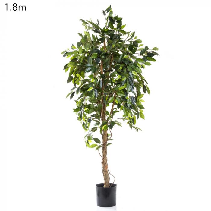 Ficus Vine Tree 1.8m-abc