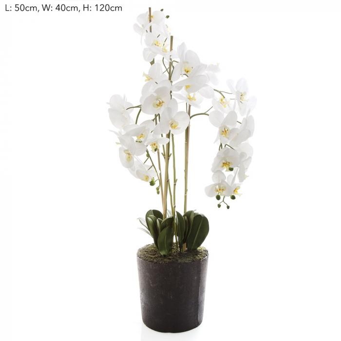 Orchid in Paper Pot Lge White-abc