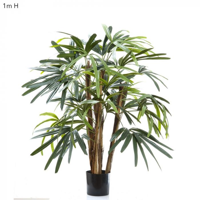 Raphis Palm W/236 Lves 1m-Accessories-Florabelle-Default Title---abc