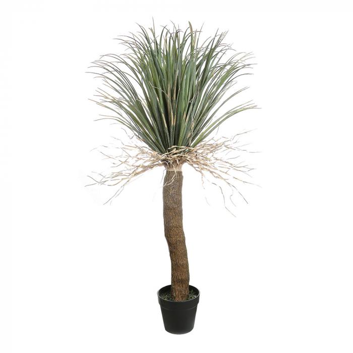 Grass Tree Lge-abc