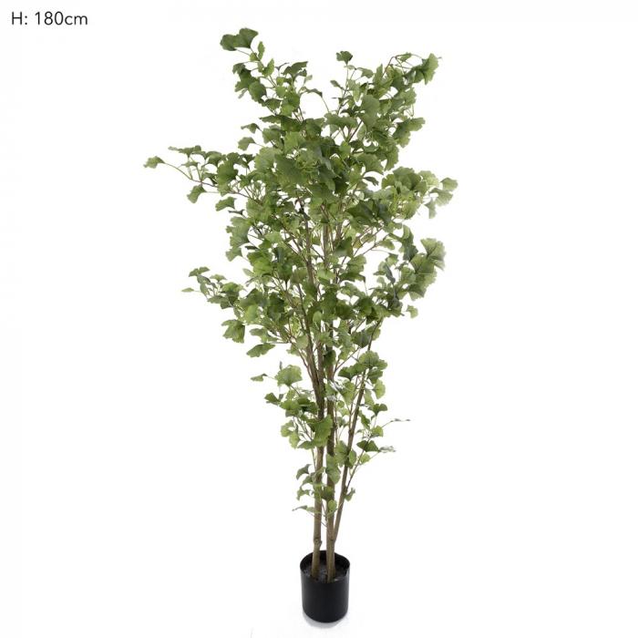 Ginko Tree Potted 1.8m 786 Lvs-abc
