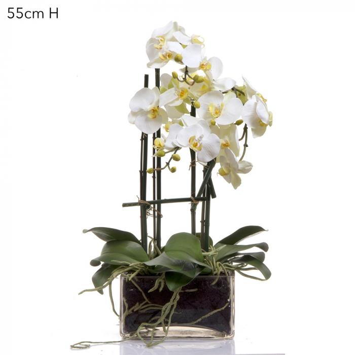 Phalaenopsis in Square Glass Vase Wht-Accessories-Florabelle-Default Title---abc