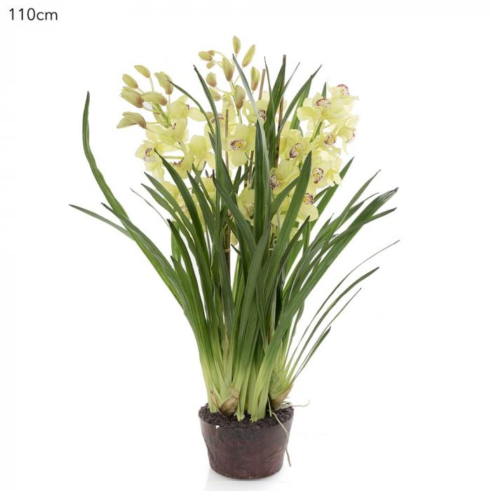 Cymbidium Giant Paper Pot 110cm Lt.Gre-abc