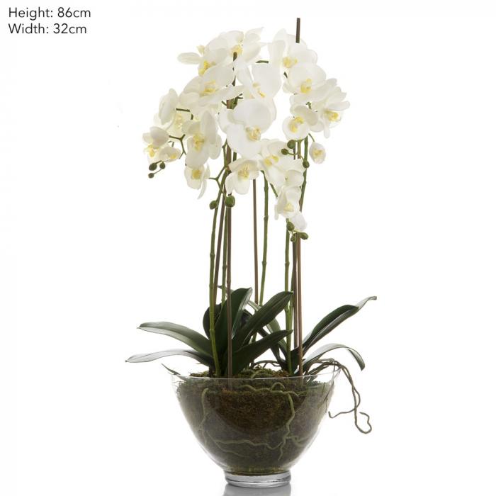 Orchid Large in Glass Bowl White-abc