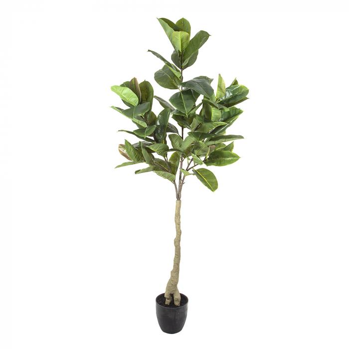 Rubber Tree 1.5m in Plastic Pot-Accessories-Florabelle-Default Title---abc