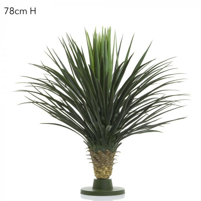 Giant Yucca Rostrata W/176 Lves 78cm-abc