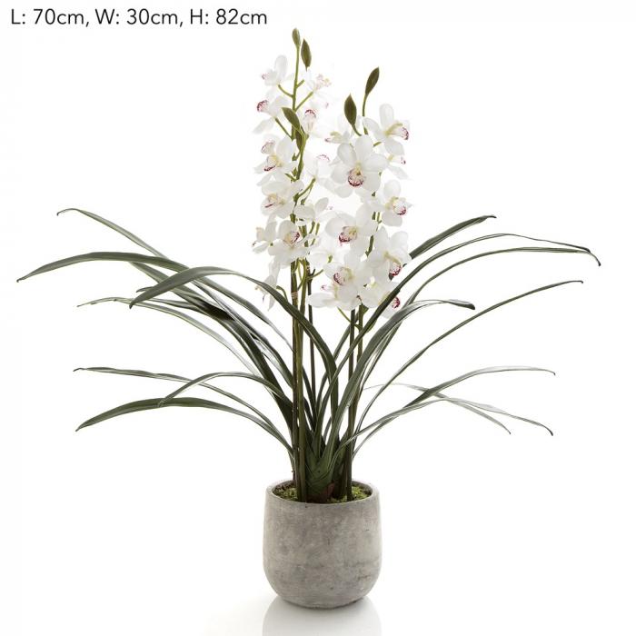 Orchid Cymbidium in Pot 82cm-abc