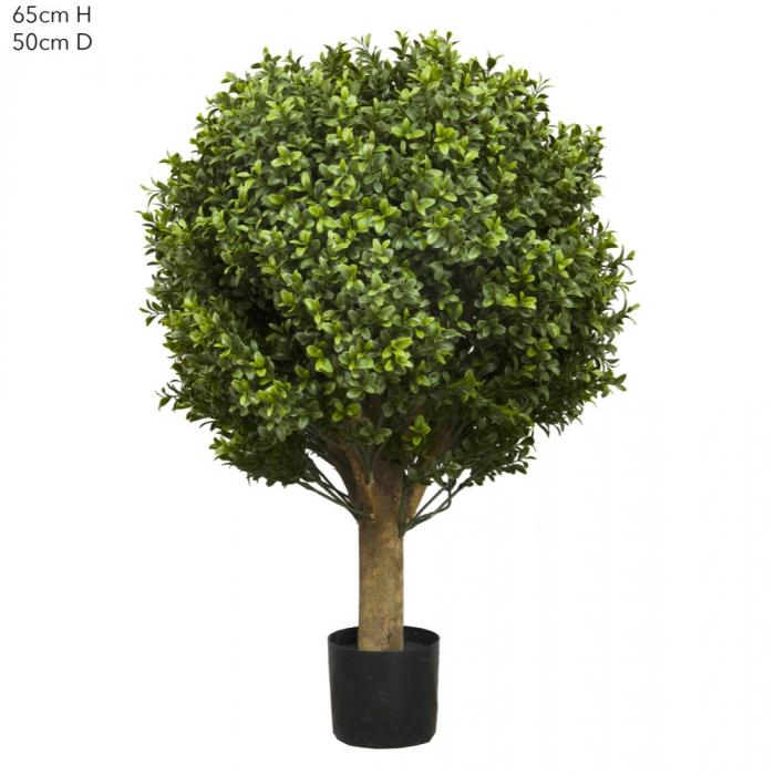 Boxwood Ball Tree 65cm (Dia 50cm)-abc