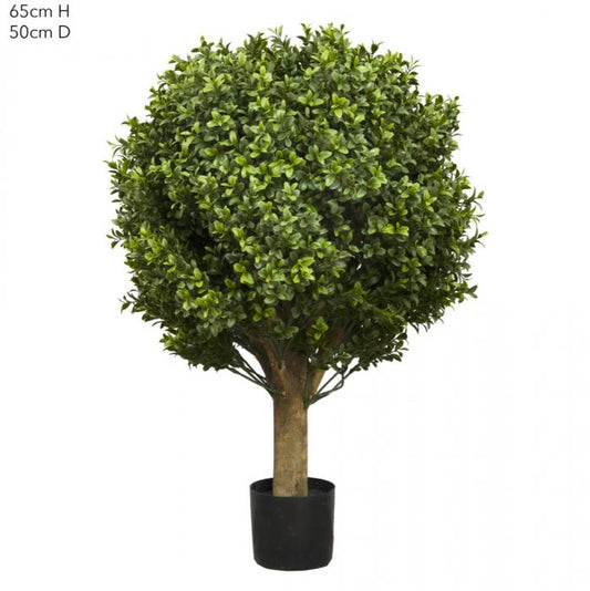 Boxwood Ball Tree 65cm (Dia 50cm)-abc