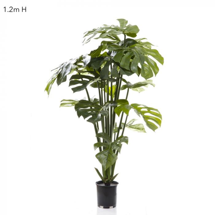 Split-Leaf Philodendron 1.2m Potted-Accessories-Florabelle-Default Title---abc