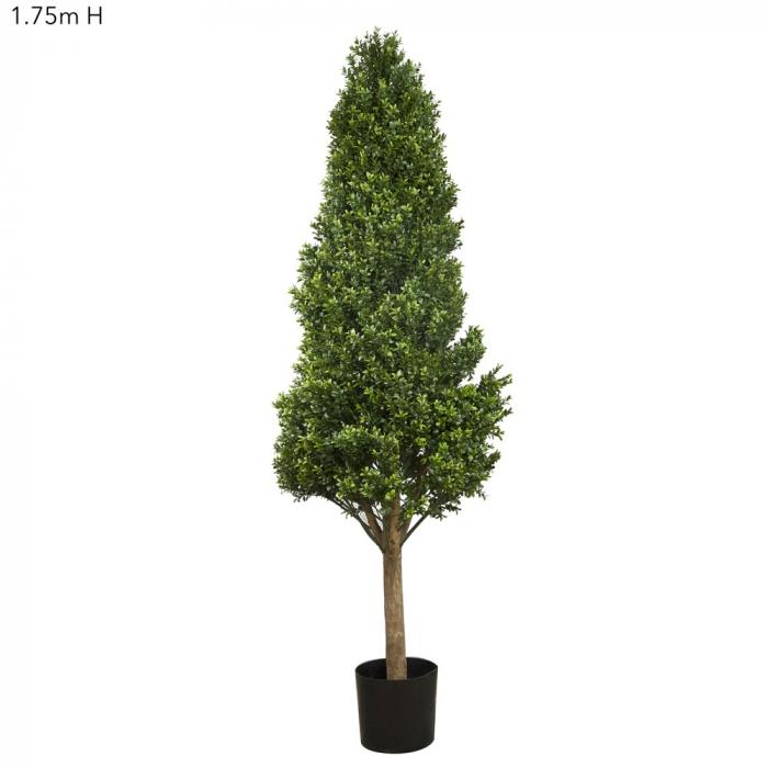 Boxwood Tower Tree 1.75m-abc