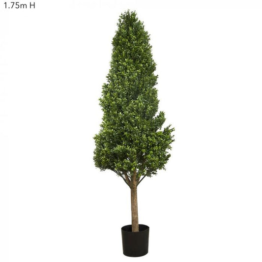 Boxwood Tower Tree 1.75m-abc