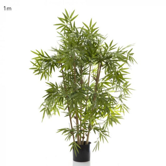 Japanese Bamboo Tree 1m-abc