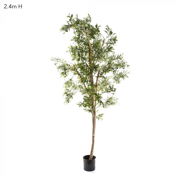 Olive Tree W/4472 Lvs 2.4m-abc