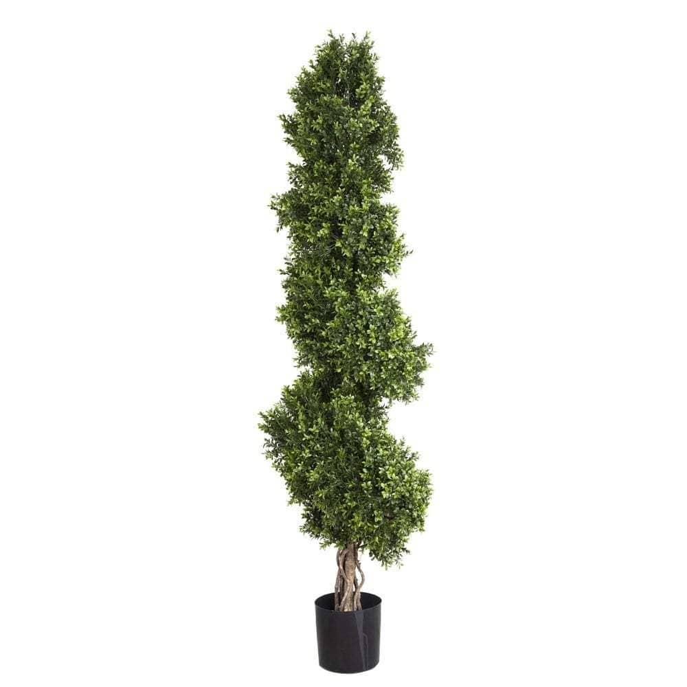Boxwood Spiral Tree 1.9m-abc