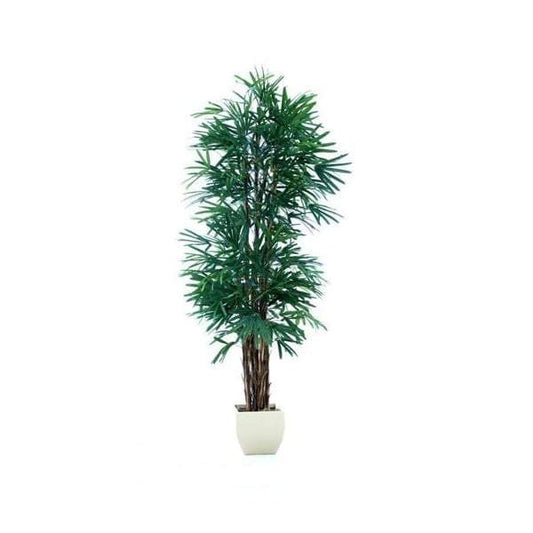 Raphis Palm (Thin Leaf) 2.4m-Outdoor Accessories-Emac & Lawton-Default Title---abc
