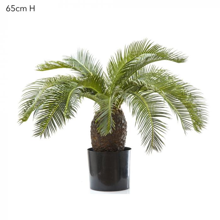 Cycus Palm 65cm 19 Lves-abc