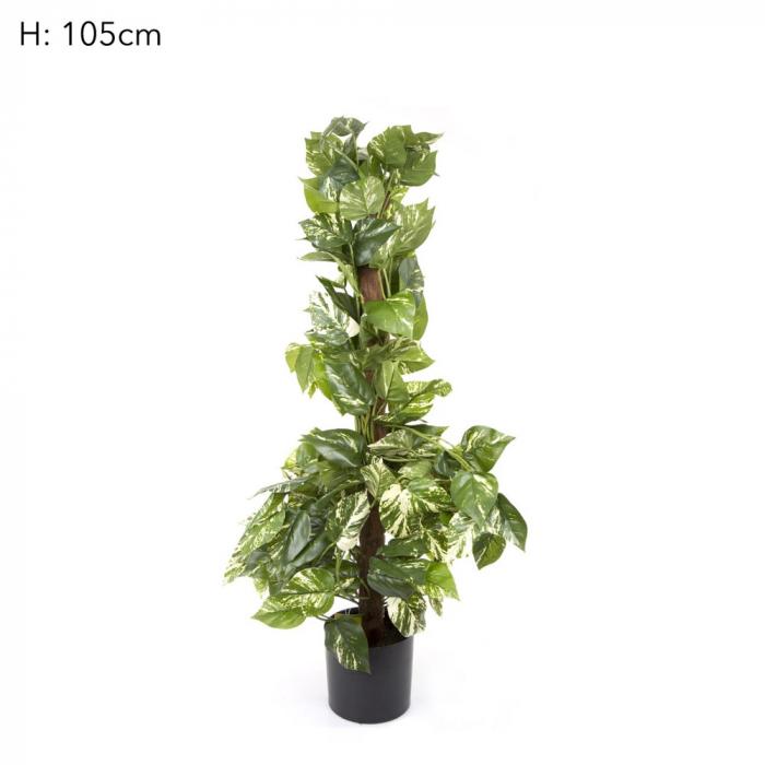 Pothos Vines on Coconut Pole 90cm 200Lvs-Accessories-Florabelle-Default Title---abc