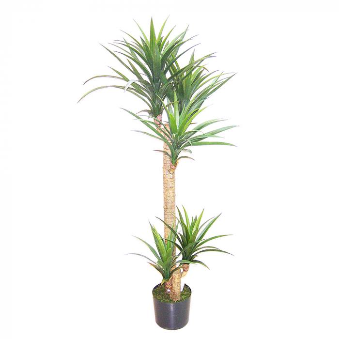 Yucca Head Tree in Plastic Pot 1.5m-Accessories-Florabelle-Default Title---abc