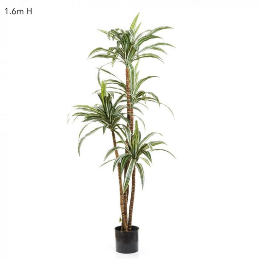 Variegated Dracaena 1.6m-Accessories-Florabelle-Default Title---abc