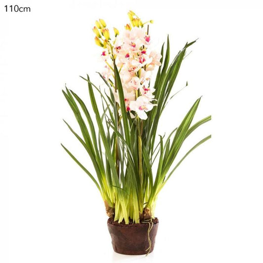 Cymbidium Giant Paper Pot 110cm Lt.Pin-abc