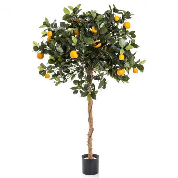 Golden Orange Tree 110cm 1140Lvs-abc