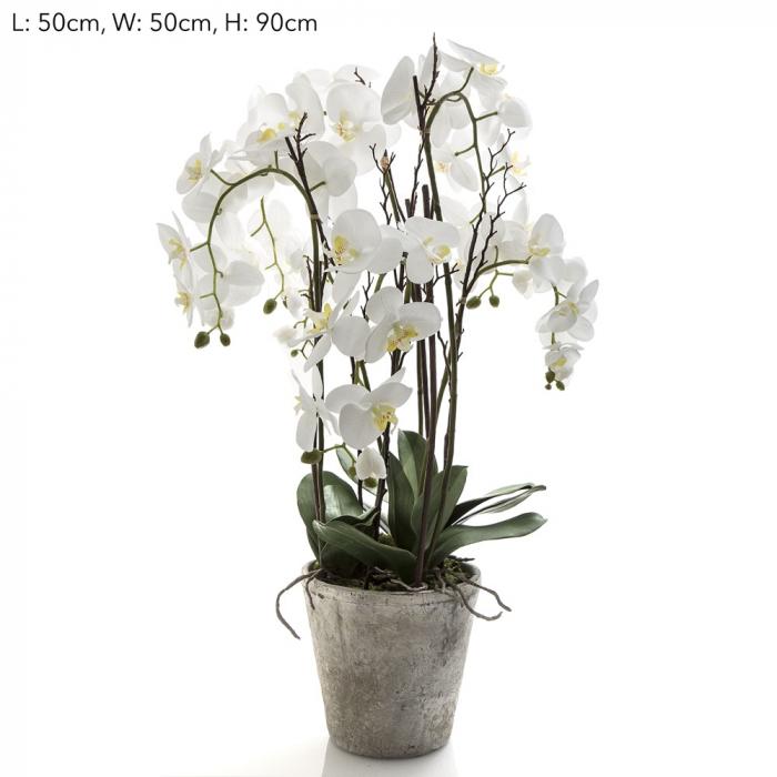 Orchid Phal Lge in Terracotta Pot White-abc