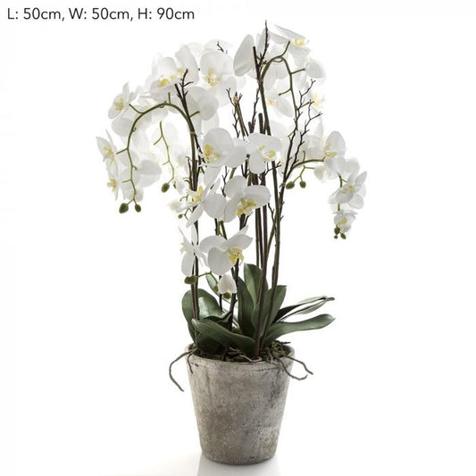 Orchid Phal Lge in Terracotta Pot White-abc