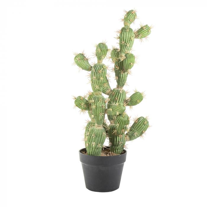Cactus Vegas in Pot 72cm-abc