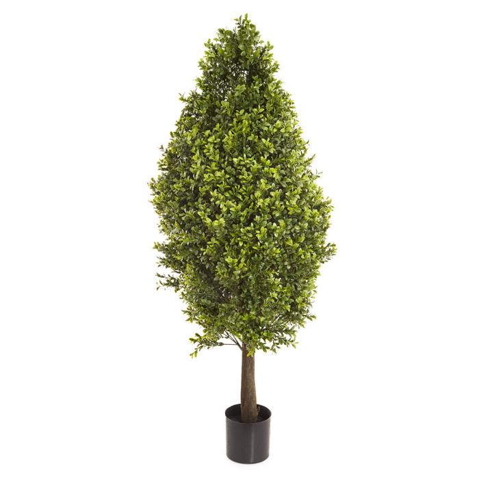 Boxwood Cone W/2160 Lvs 90cm-abc