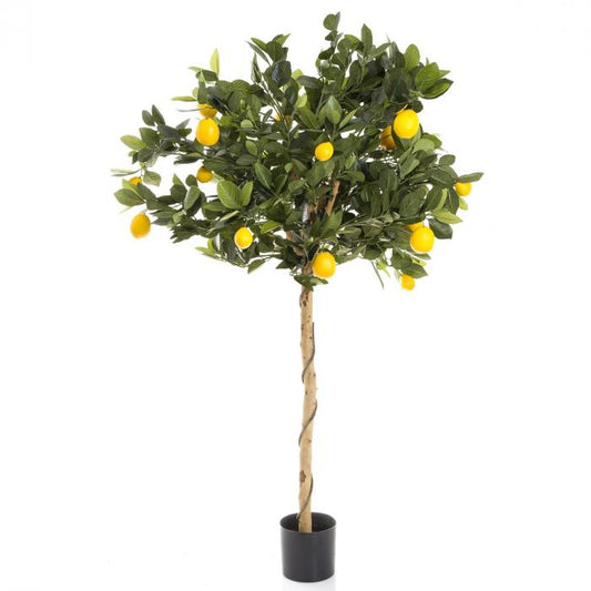 Golden Lemon Tree 90cm-abc