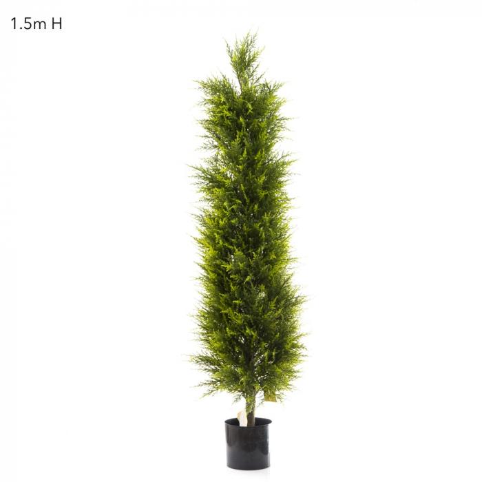 Cypress Pine 1.5m-abc
