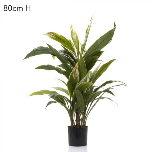 Cordyline Tree x7 70cm-abc