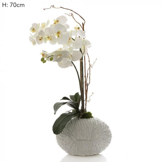 Phalaenopsis in White Shell Vase White-Accessories-Florabelle-Default Title---abc