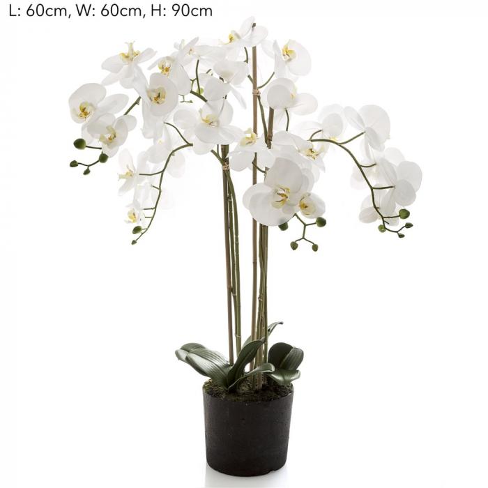 Orchid in Paper Pot Med White-abc