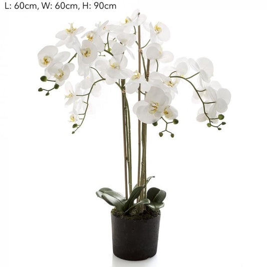Orchid in Paper Pot Med White-abc