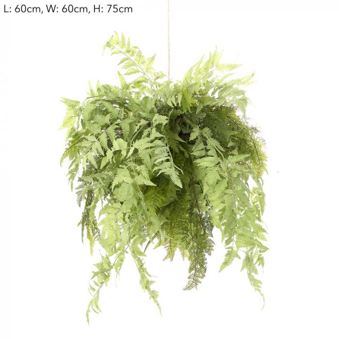 Fern Hanging-abc