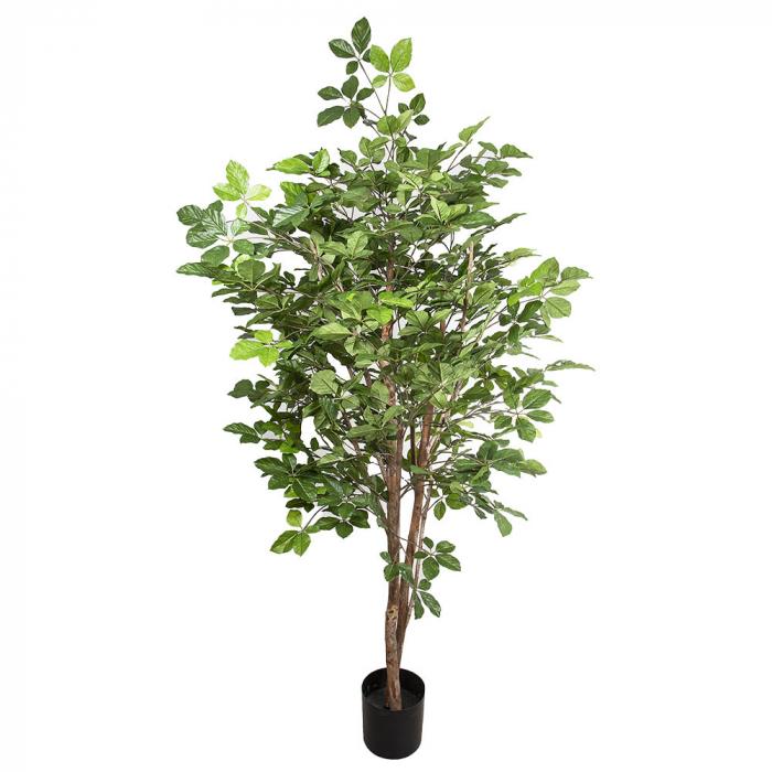 Hornbean tree 1.5m 1508 Lvs-abc