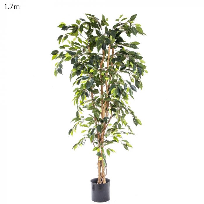 Ficus Tree 1.7m-abc