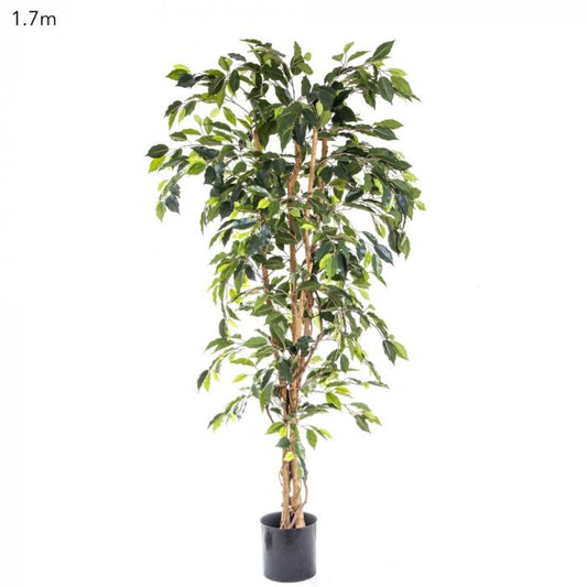 Ficus Tree 1.7m-abc