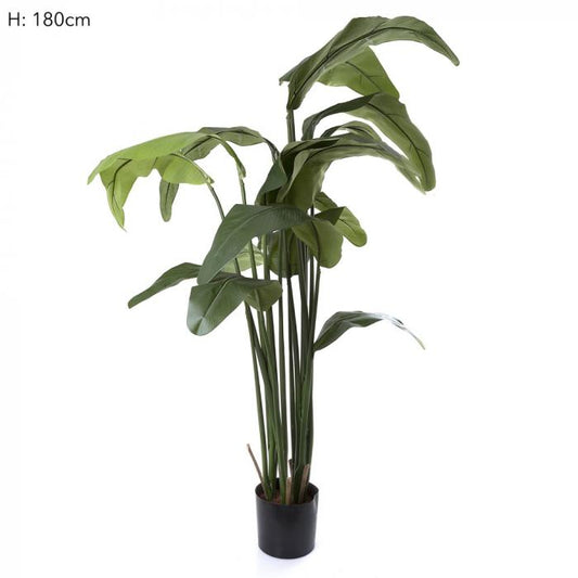 Travellers Palm 1.8m W/16 Lvs-Accessories-Florabelle-Default Title---abc