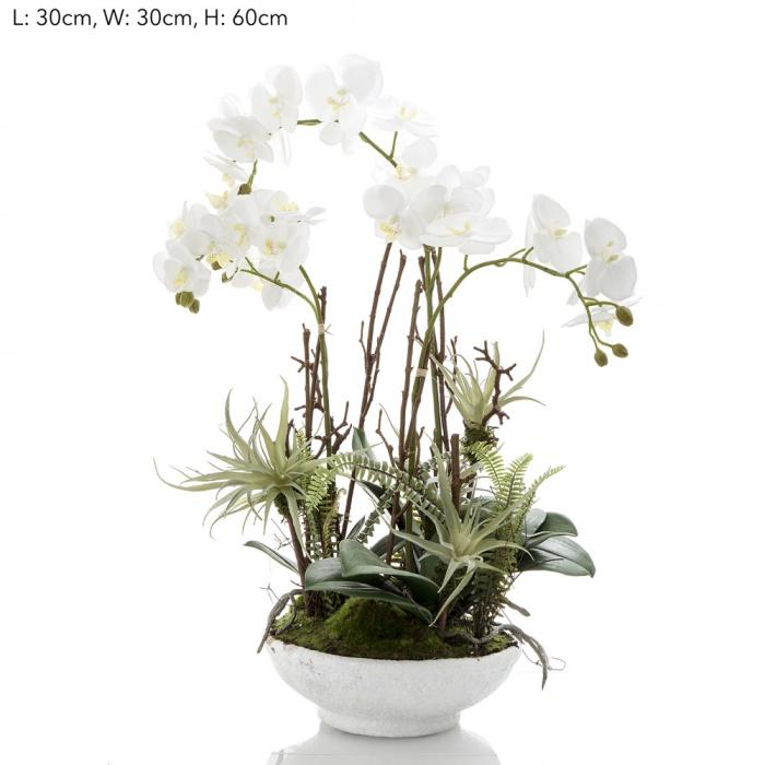 Orchid in White Pot w/Fern-abc